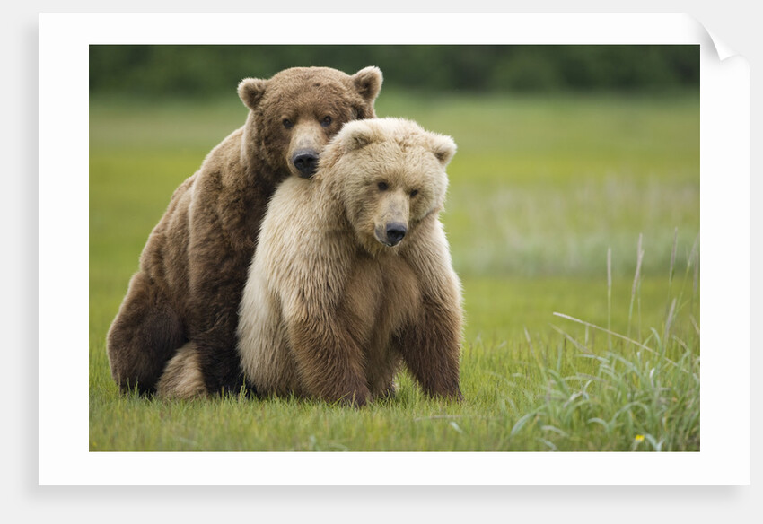 Grizzly Bears Mating at Hallo Bay by Anonymous