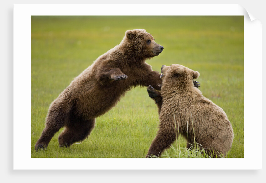 Brown Bears Sparring in Meadow at Hallo Bay by Anonymous