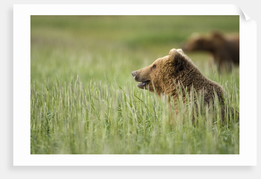 Grizzly Bears Resting in Meadow at Hallo Bay by Anonymous