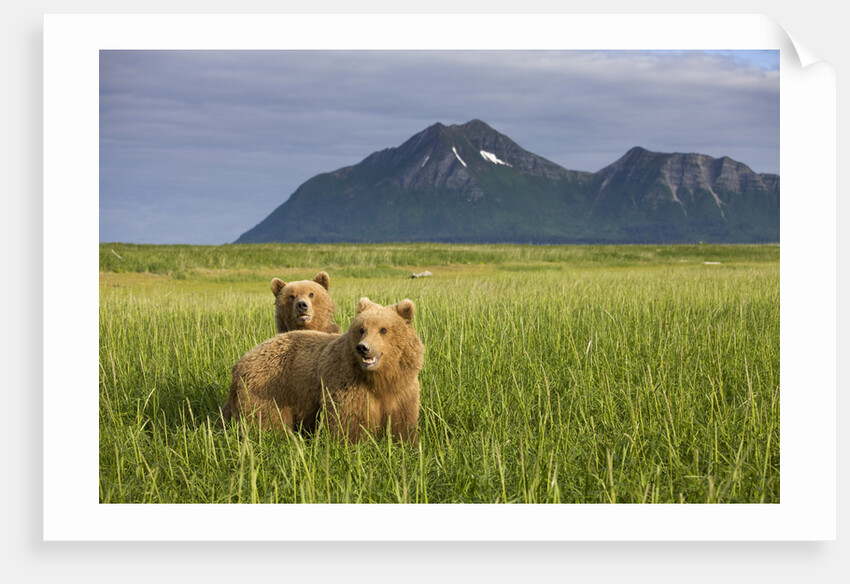 Grizzly Bears in Tall Grass in Meadow at Hallo Bay by Anonymous