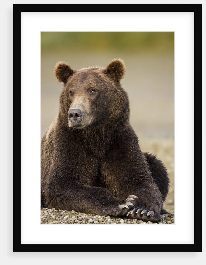 Brown Bear Resting at Kukak Bay in Katmai National Park by Anonymous