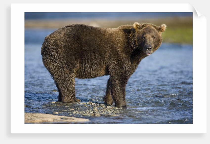 Brown Bear in Stream at Kukak Bay in Katmai National Park by Anonymous