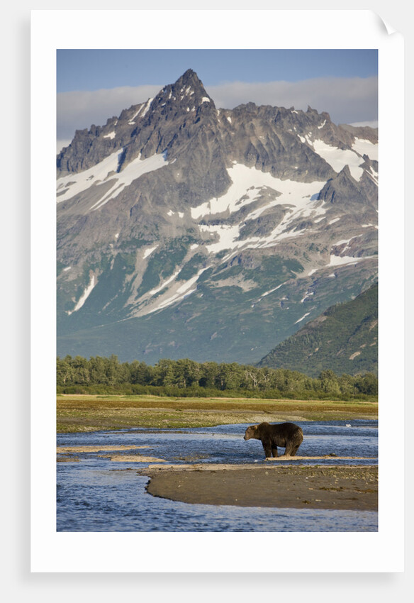 Grizzly Bear Hunting in Stream at Kukak Bay by Anonymous