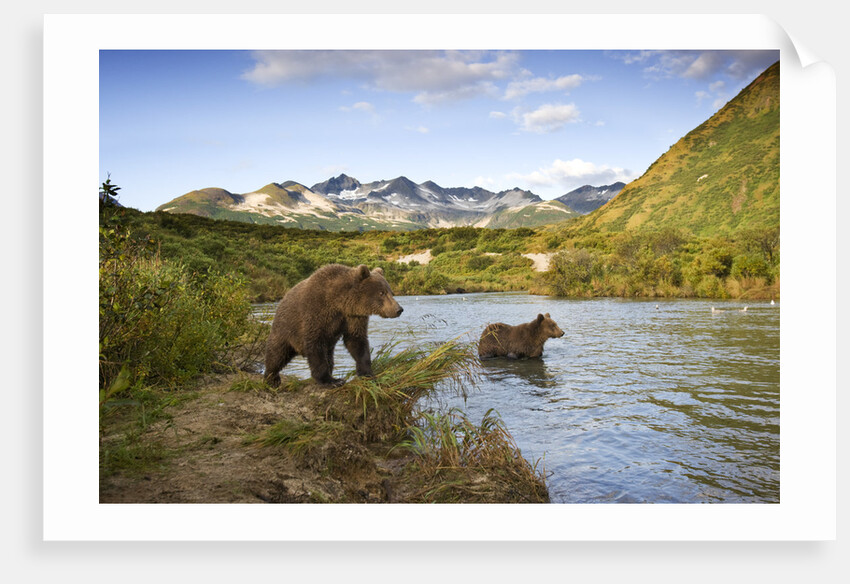 Two Year Old Grizzly Bears on Riverbank at Kinak Bay by Anonymous