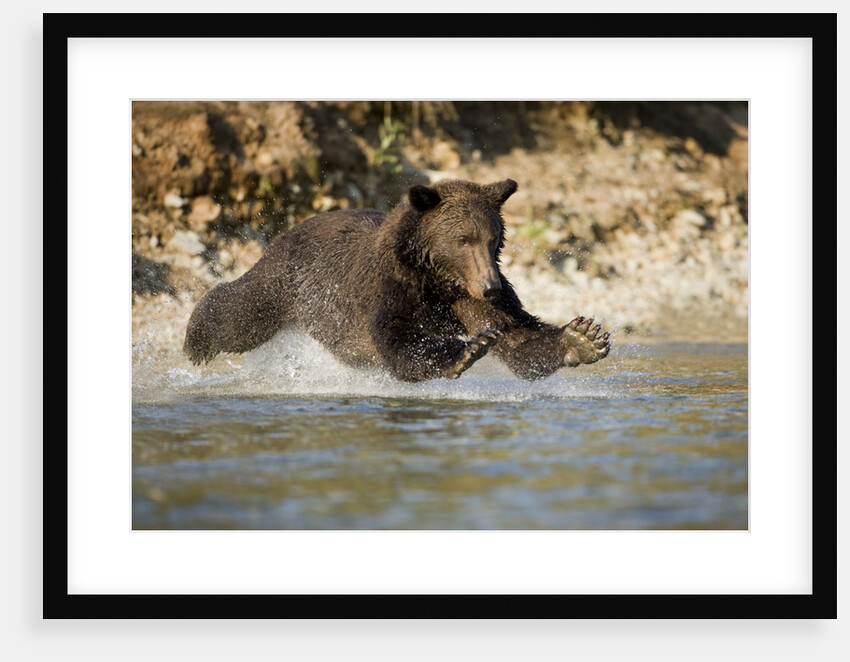 Grizzly Bear Hunting Spawning Salmon in River at Kinak Bay by Anonymous