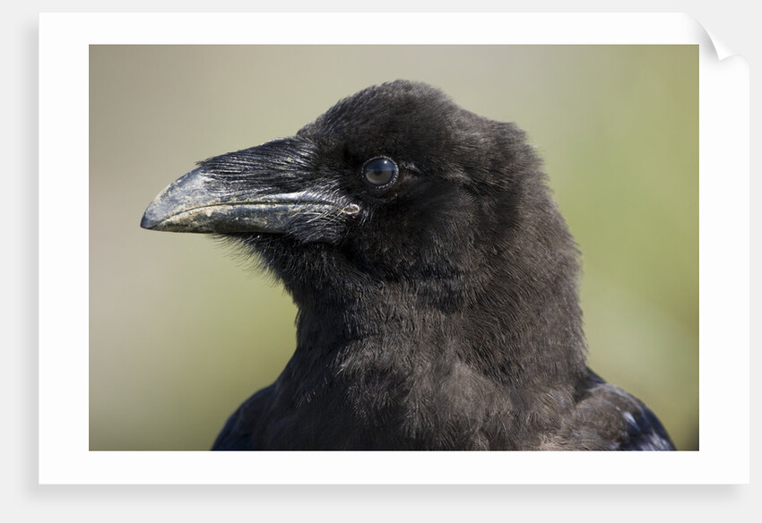 Raven at Hallo Bay in Katmai National Park by Anonymous
