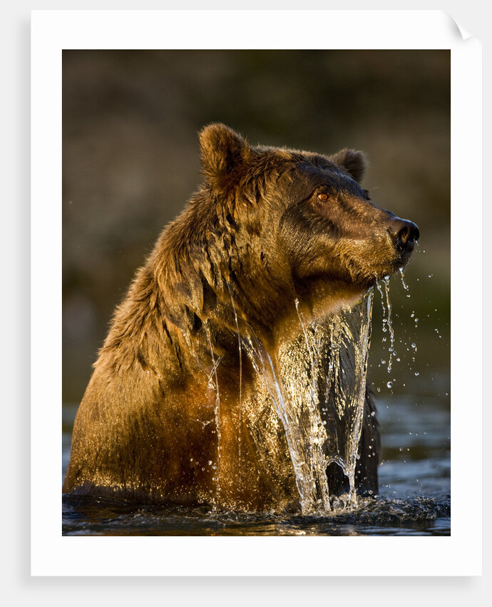 Brown Bear Emerging From Stream While Fishing at Kinak Bay by Anonymous