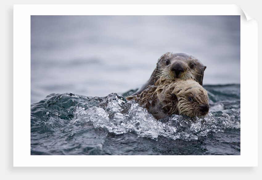 Sea Otter With Pup in Kukak Bay by Anonymous