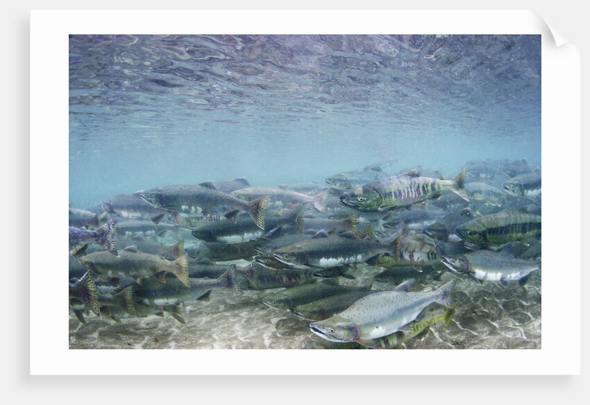 Spawning Salmon in Kinak Bay in Katmai National Park by Anonymous
