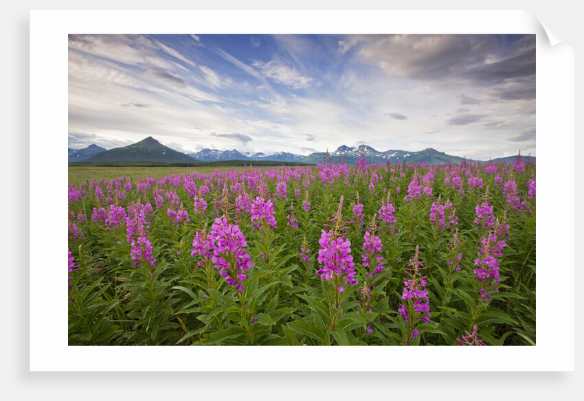 Fireweed in Meadow at Hallo Bay in Katmai National Park by Anonymous