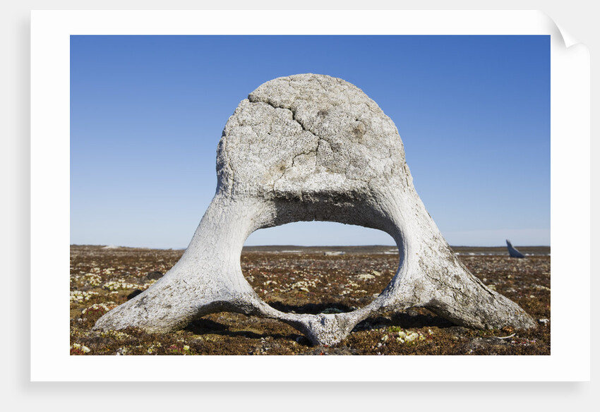 Whale Vertebrae on Tundra in Tusenoyane Archipelago by Anonymous