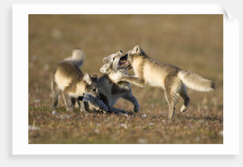Arctic Fox Kits Playing on Tundra on Edgeoya Island by Anonymous