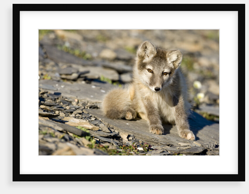 Arctic Fox Kit on Rocky Hillside on Edgeoya Island by Anonymous