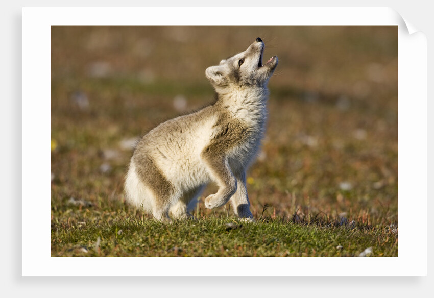 Arctic Fox Kit Playing on Tundra on Edgeoya Island by Anonymous