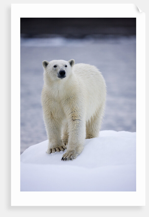Polar Bear on Iceberg at Svalbard on Summer Evening by Anonymous