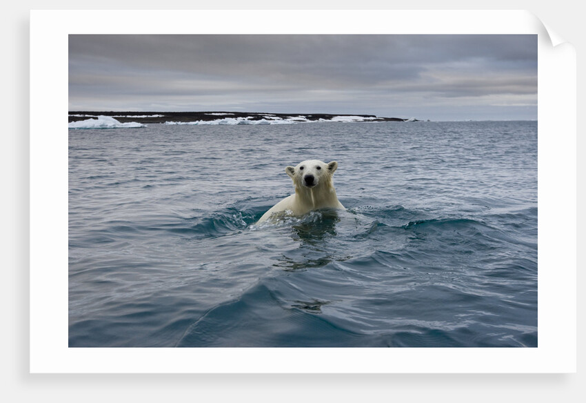 Swimming Polar Bear at Half Moon Island in Svalbard by Anonymous