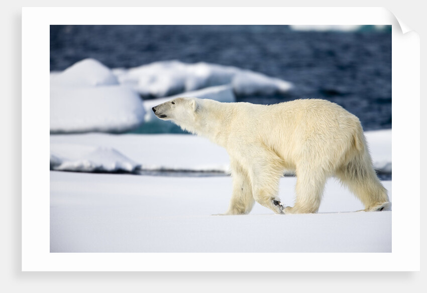 Polar Bear on Snow Covered Iceberg at Spitsbergen by Anonymous