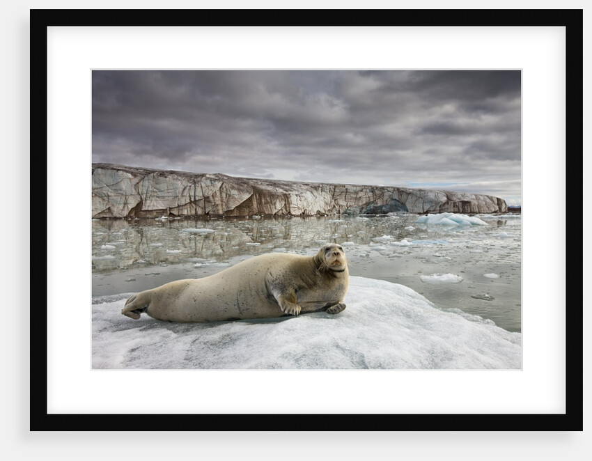 Bearded Seal on Iceberg in the Svalbard Islands by Anonymous