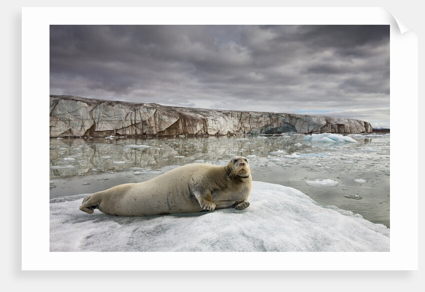 Bearded Seal on Iceberg in the Svalbard Islands by Anonymous