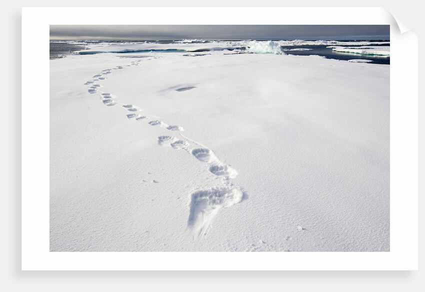 Polar Bear Tracks in Fresh Snow at Spitsbergen Island by Anonymous