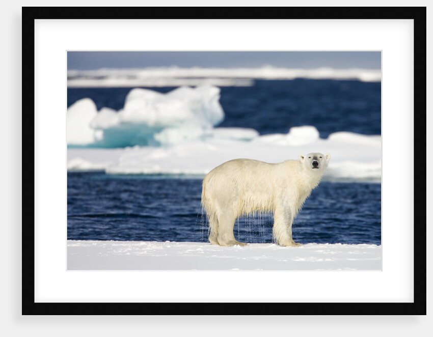 Wet Polar Bear on Pack Ice in the Svalbard Islands by Anonymous