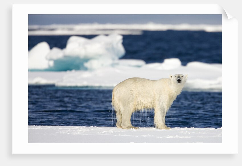 Wet Polar Bear on Pack Ice in the Svalbard Islands by Anonymous