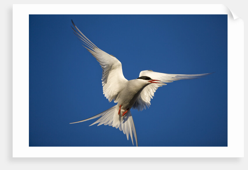 Arctic Tern in Flight by Anonymous