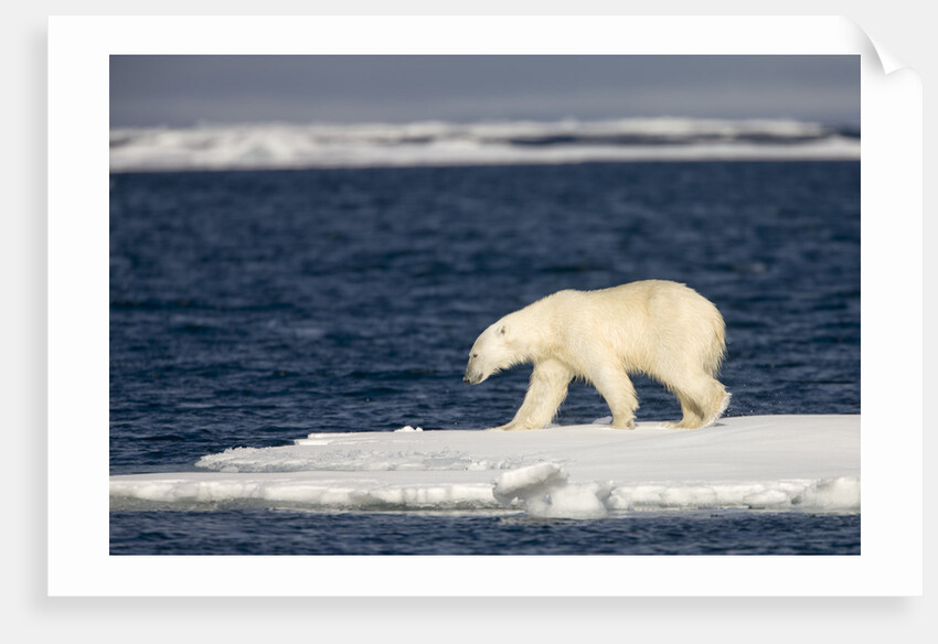 Polar Bear on Melting Pack Ice at Spitsbergen by Anonymous