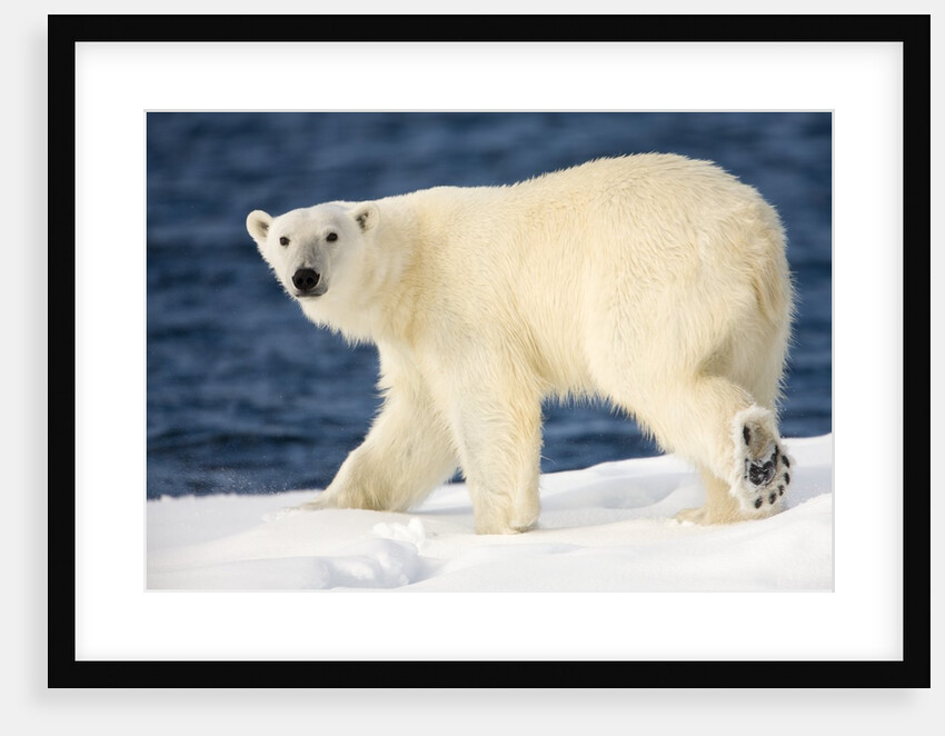 Polar Bear on Snow Covered Iceberg at Spitsbergen by Anonymous