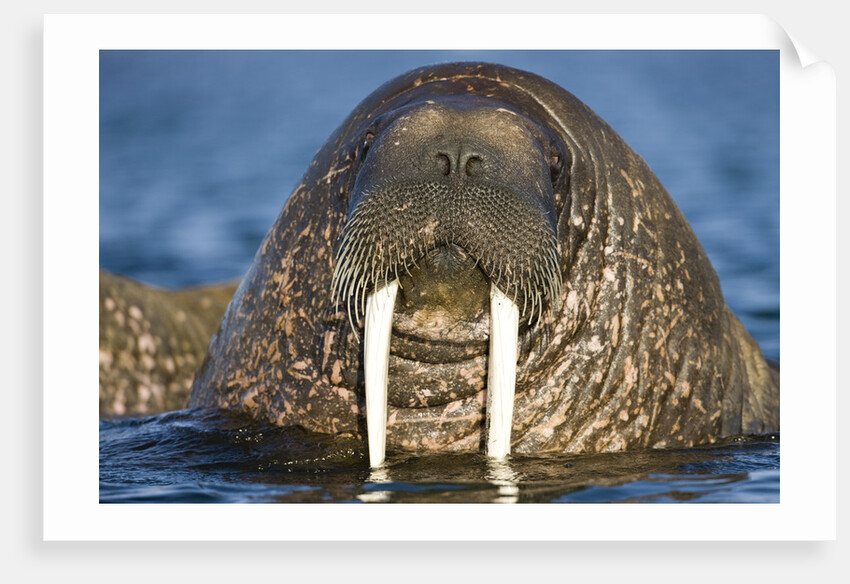 Walrus Swimming Near Tiholmane Island by Anonymous