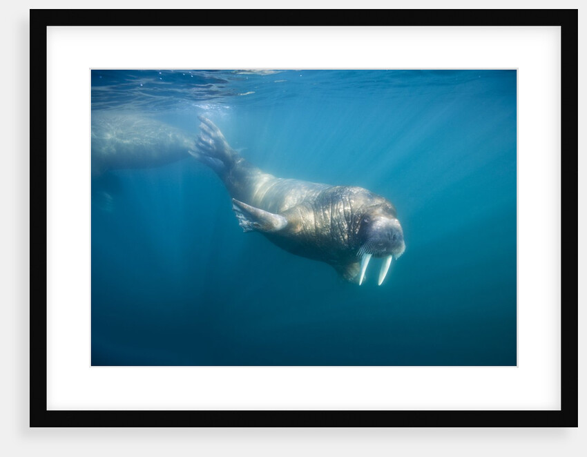 Walrus Swimming Underwater Near Tiholmane Island by Anonymous