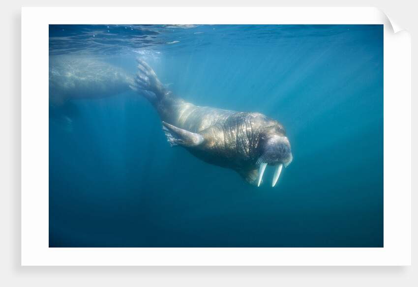 Walrus Swimming Underwater Near Tiholmane Island by Anonymous