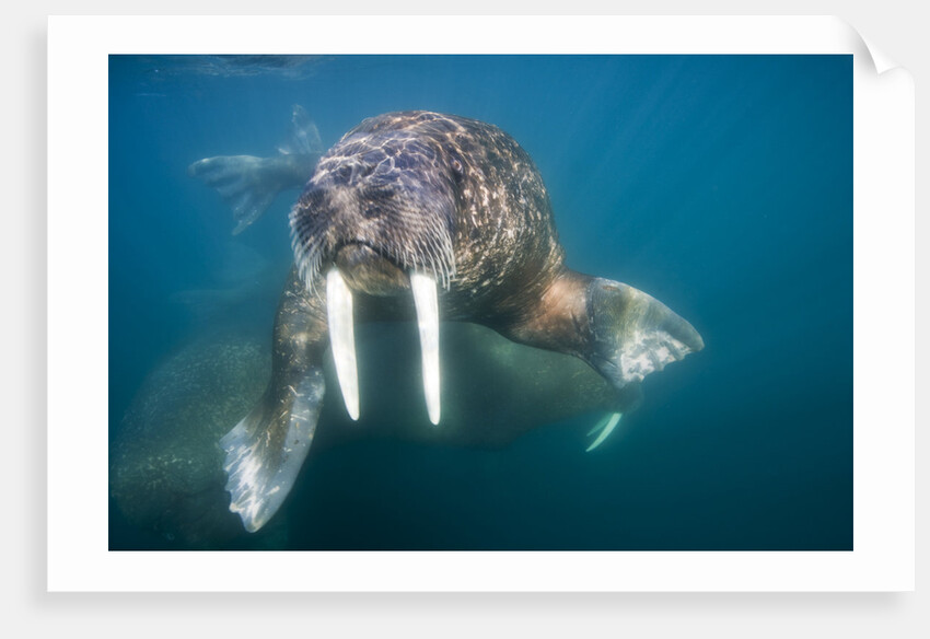 Walrus Swimming Underwater Near Tiholmane Island by Anonymous