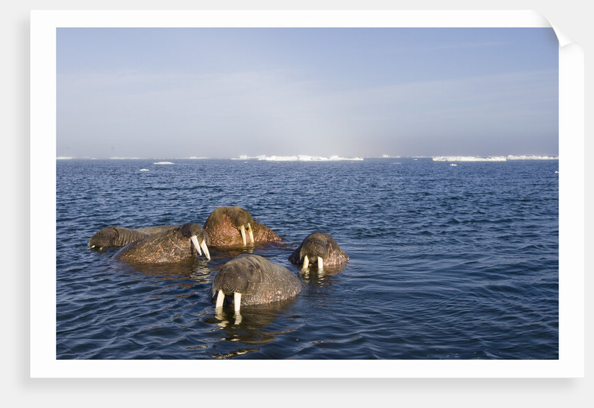 Walrus Swimming Off Shore at Tiholmane Island by Anonymous