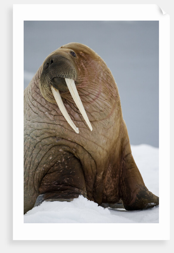 Walrus Resting on Iceberg in Bjornbukta Bay by Anonymous
