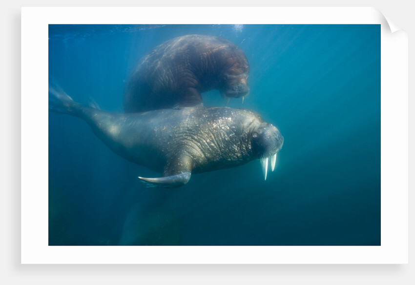 Walrus Swimming Underwater Near Tiholmane Island by Anonymous