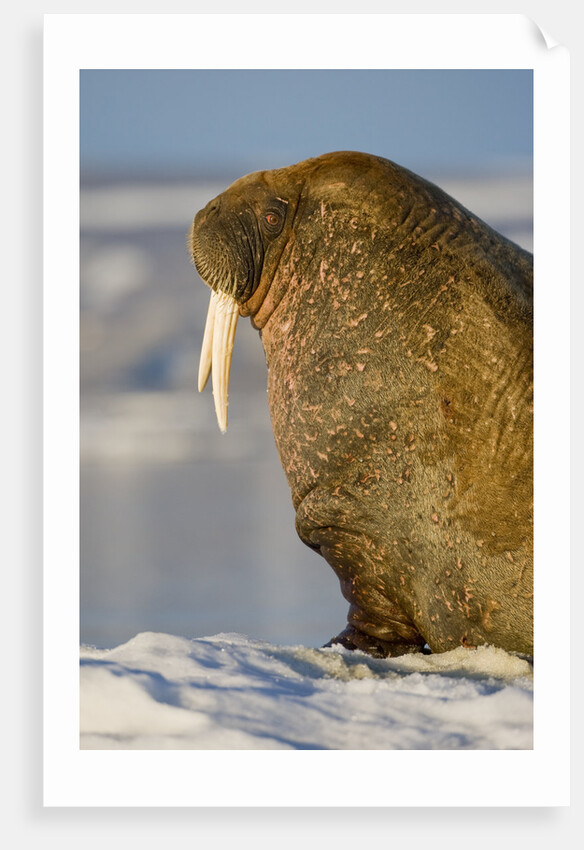 Walrus on Iceberg Near Kapp Lee in Midnight Sun by Anonymous