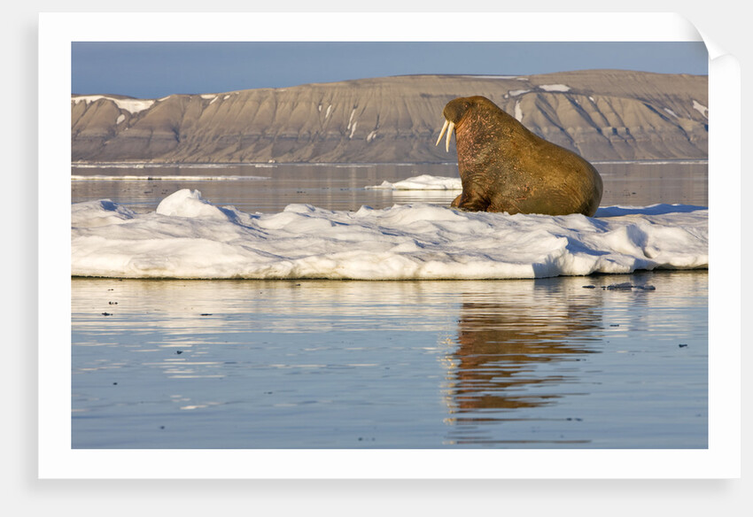 Walrus on Iceberg Near Kapp Lee in Midnight Sun by Anonymous