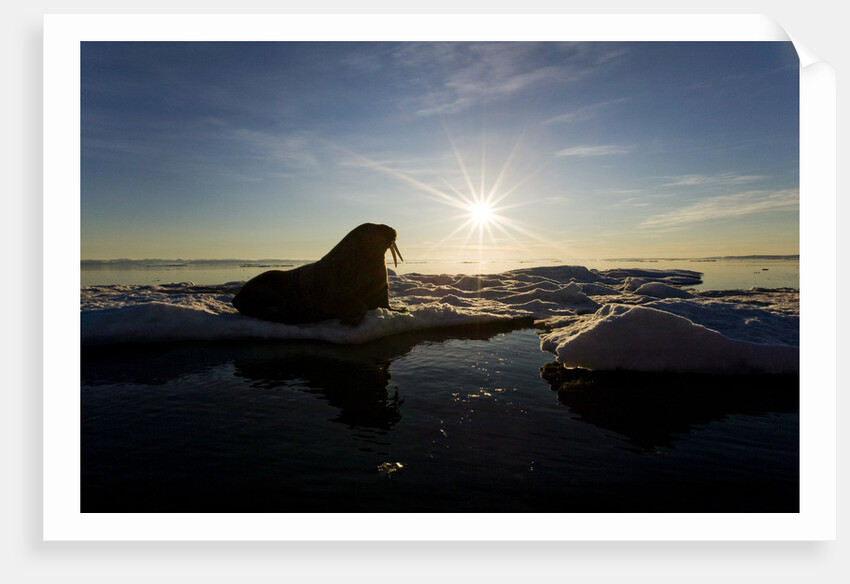 Walrus on Iceberg Near Kapp Lee in Midnight Sun by Anonymous