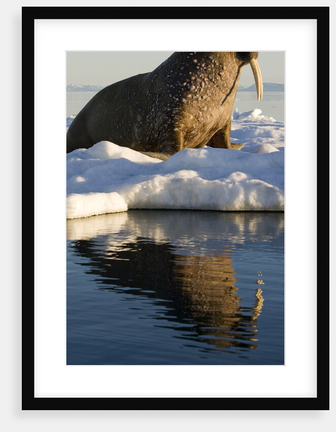 Walrus on Iceberg Near Kapp Lee in Midnight Sun by Anonymous