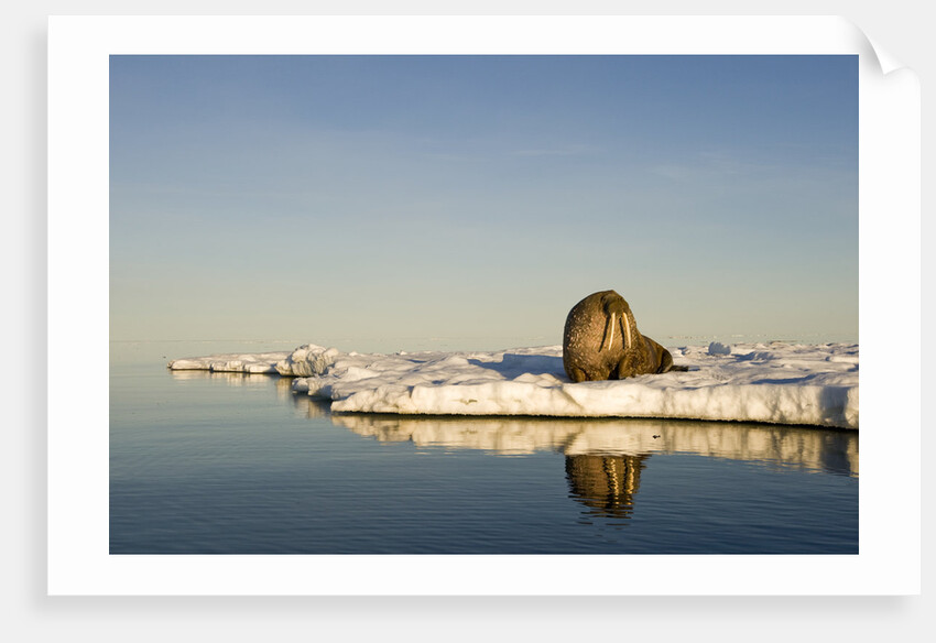 Walrus on Iceberg Near Kapp Lee in Midnight Sun by Anonymous