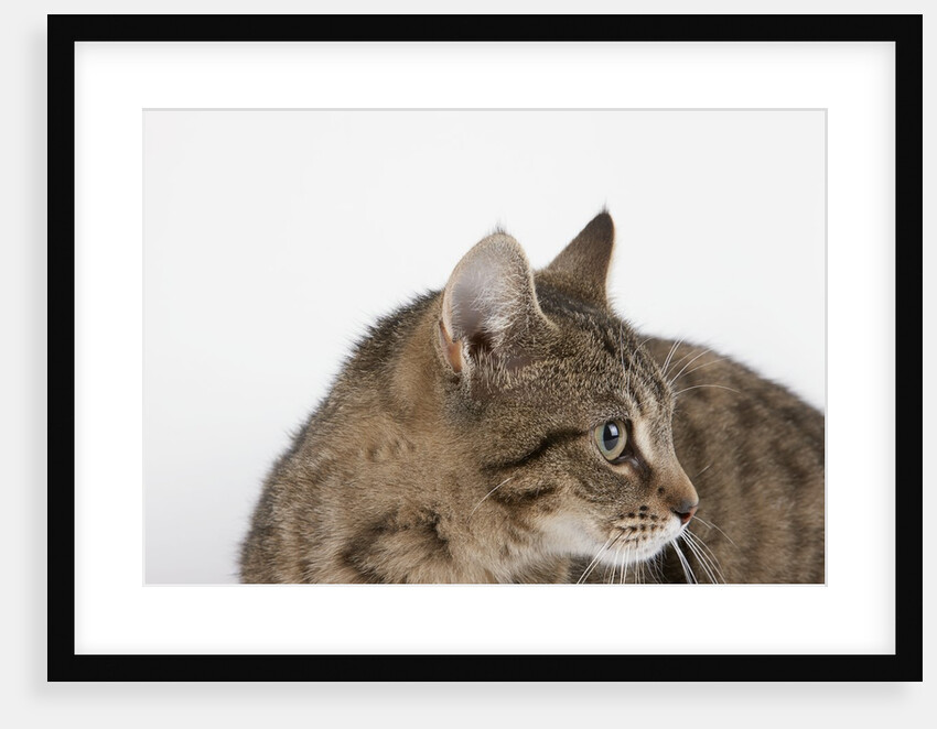 Curious Cat by Anonymous