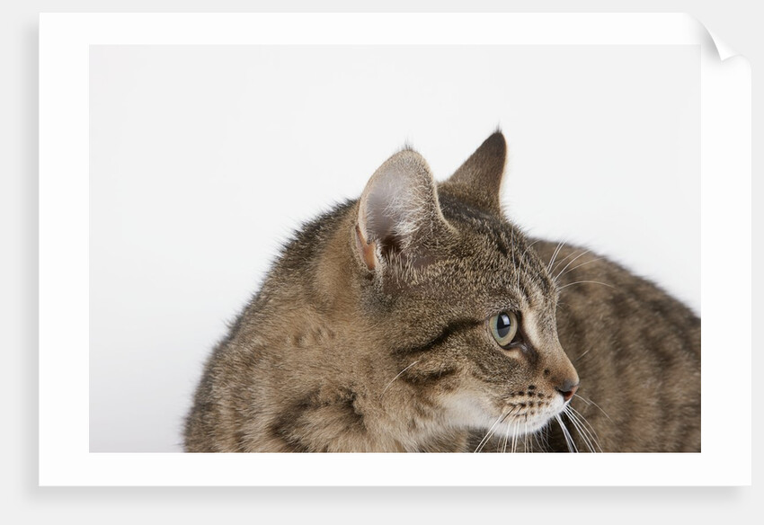 Curious Cat by Anonymous