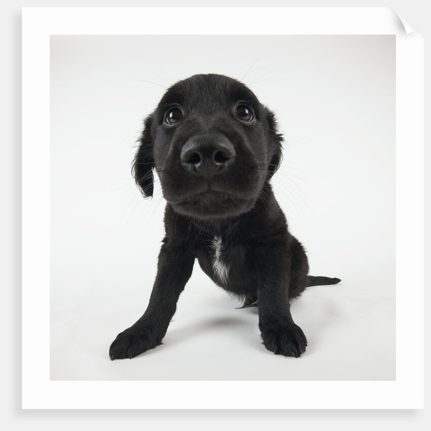 Puppy Looking at Camera by Anonymous