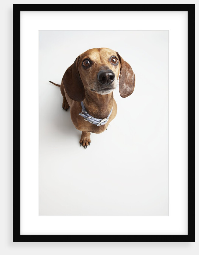 Cute Dog Looking Up by Anonymous