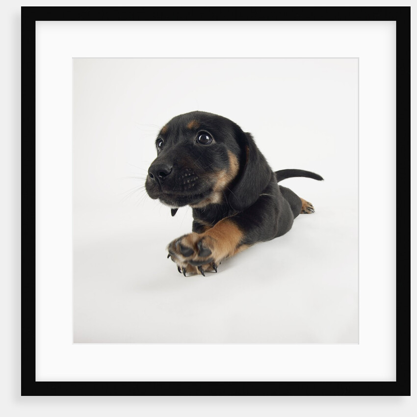 Puppy Stretching by Anonymous