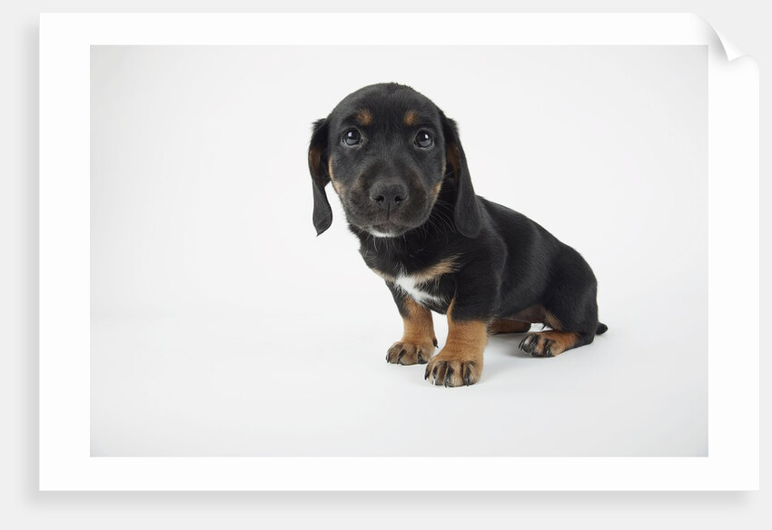 Cute Puppy by Anonymous