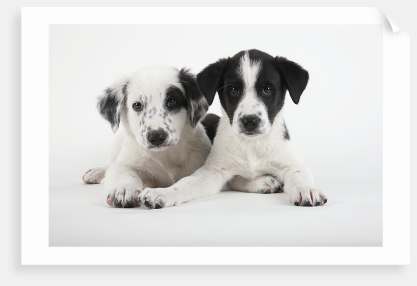 Two Puppies by Anonymous