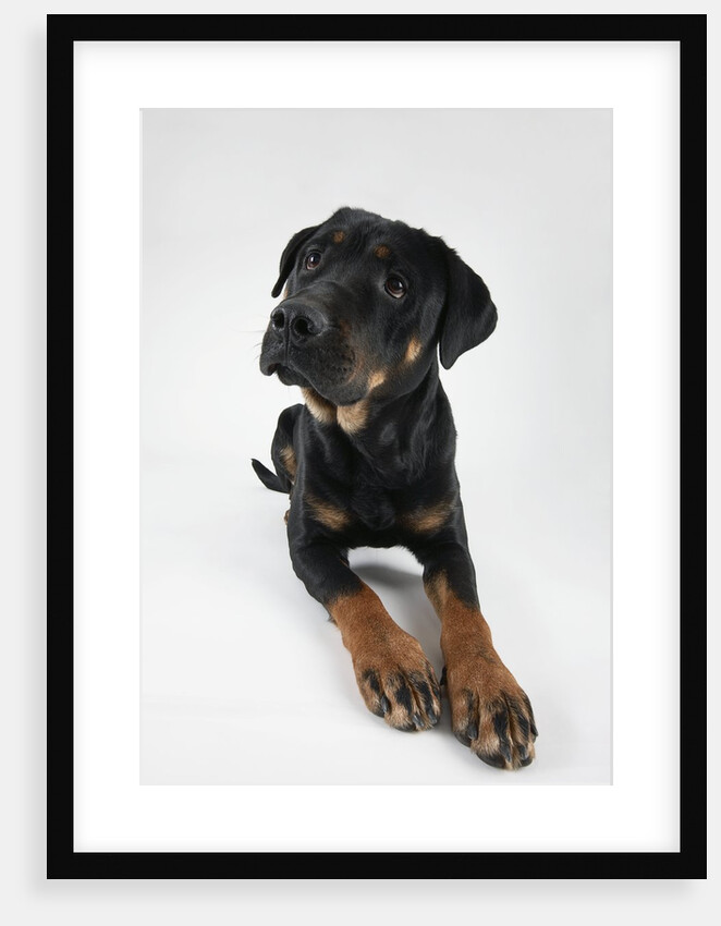 Pensive Dog by Anonymous