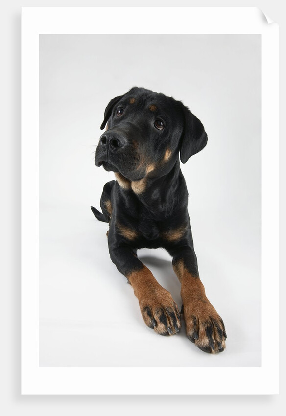 Pensive Dog by Anonymous